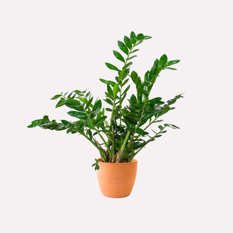 Grote Zz-plant, totale plant met lange stelen met glanzende amandelvormige bladeren in terracotta pot.
