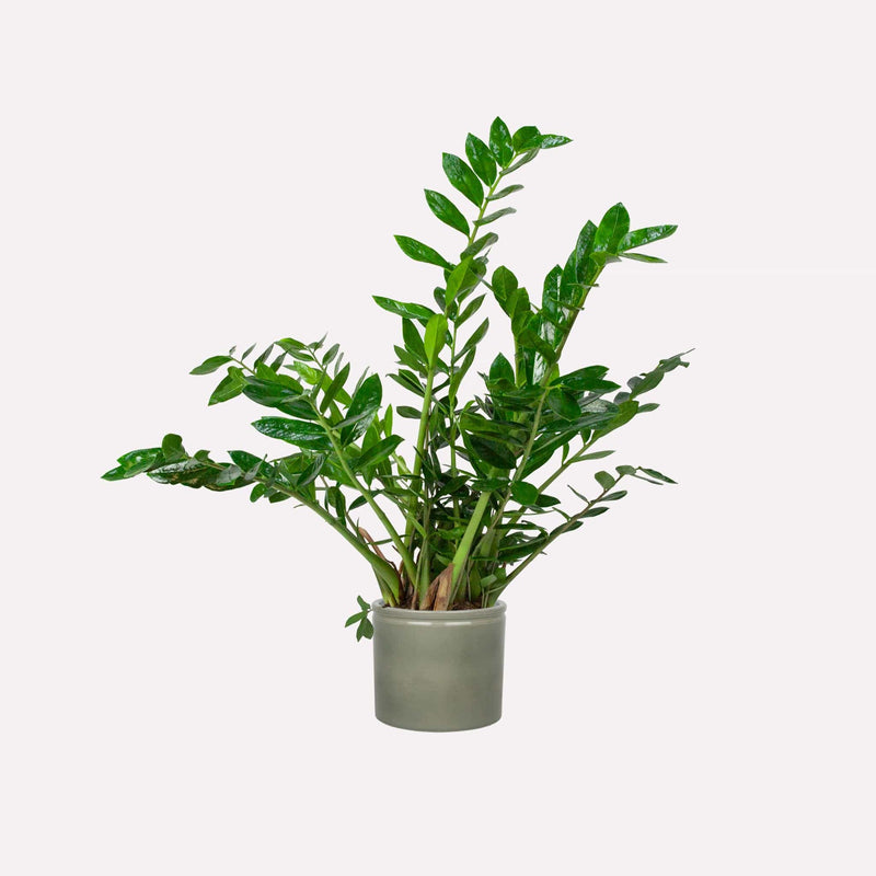 Grote Zz-plant, totale plant met lange stelen met glanzende amandelvormige bladeren in saliegroene pot.