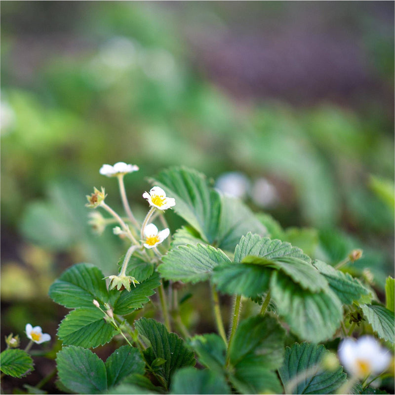 aardbeienplant, groene blaadjes en kleine, witte bloemetjes met een geel hartje. 