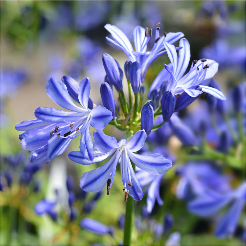 Afriaanse lelie, tuinplant met lieve blauwe bloemetjes