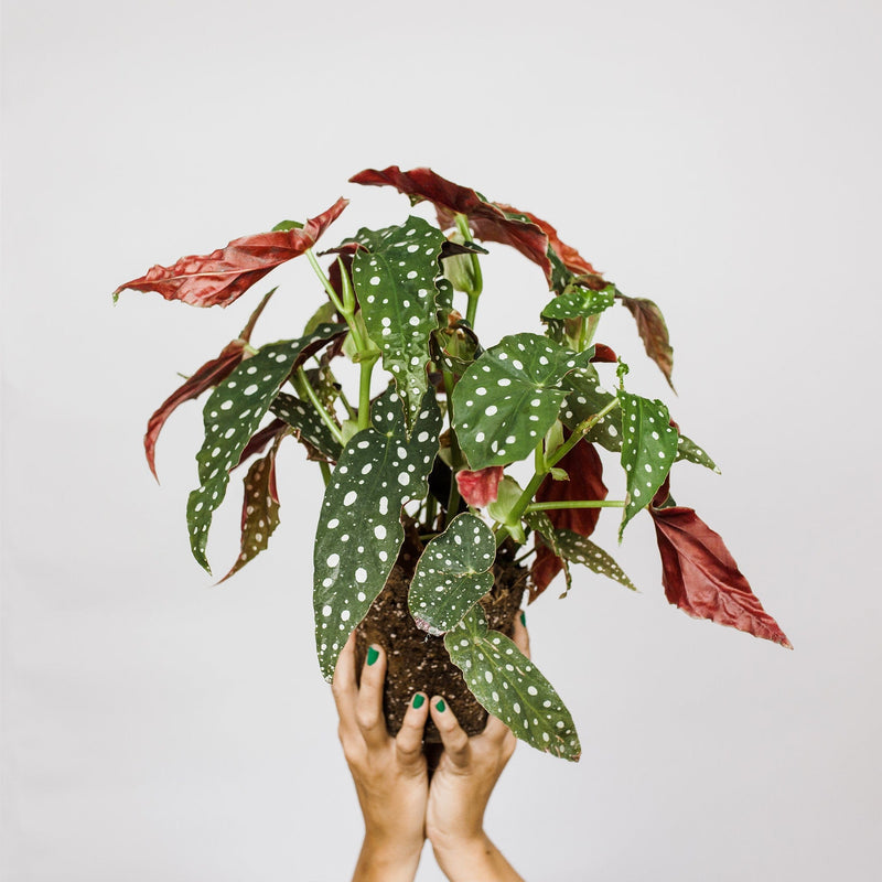 Polkadot begonia, hele plant met lange, puntige bladeren met witte stippen en rode achterkant, vastgehouden in twee handen. 