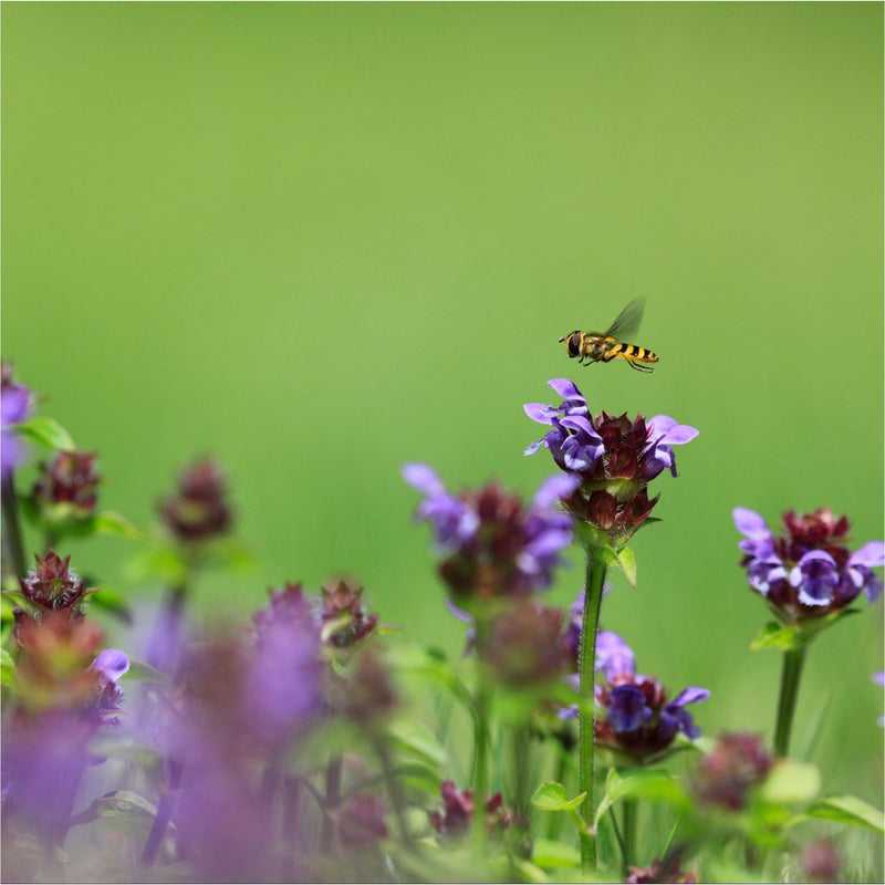 bijenkorfje in het groen met lange knoppen met kleine paarse bloemetjes en een sluipwesp. 