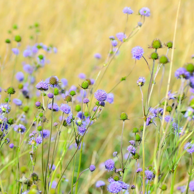 blauwe knoop, paarse bloemen in veld