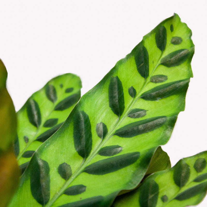 close up blad van calathea lancifolia met twee kleuren groen