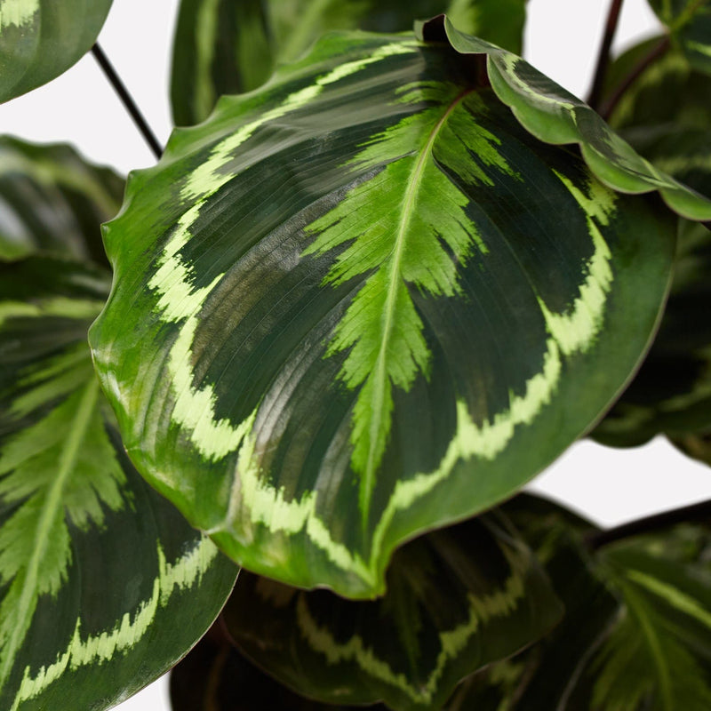 Close up van calathea medaillon, groen gevederd patroon op blad