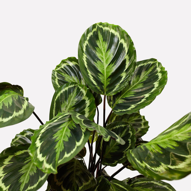 calathea medaillon, bladeren met verschillende kleuren groen. 
