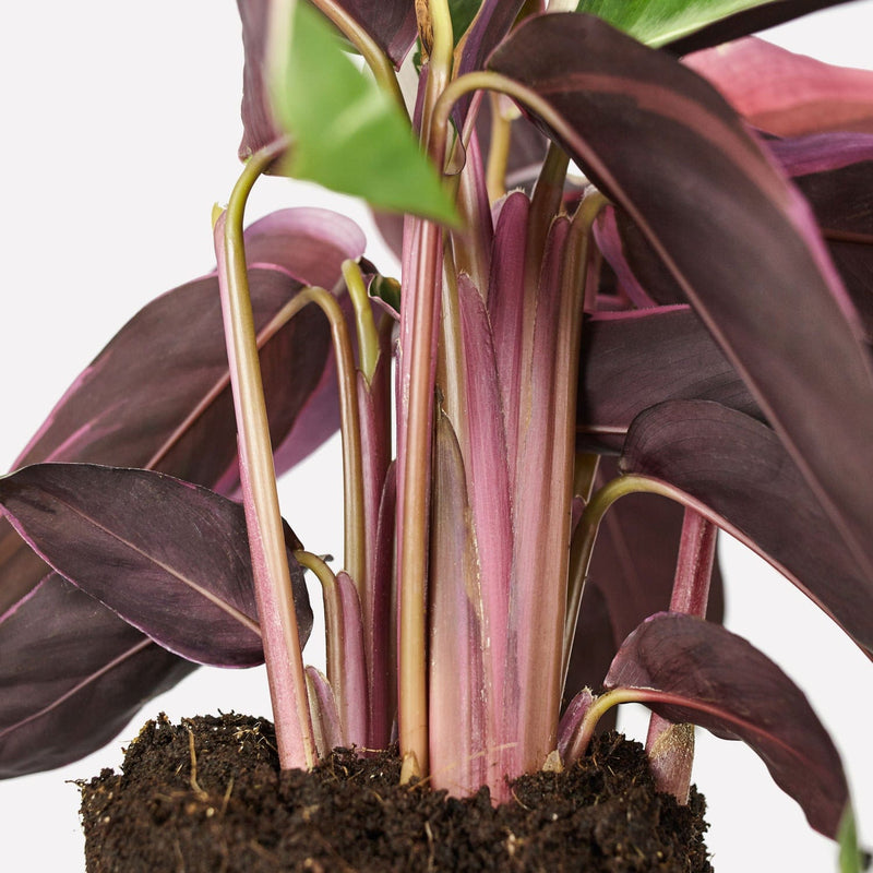 Calathea Triostar, close up van plant met donkerroze stengels en donkerroze, lange bladeren. 