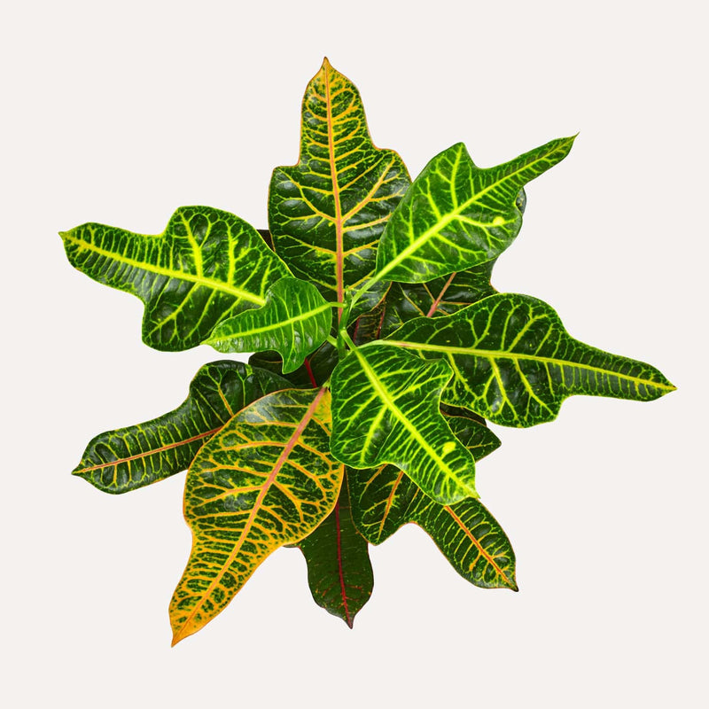 Croton Excellent, plant van bovenaf gezien met geel, groene bladeren en rode accenten.