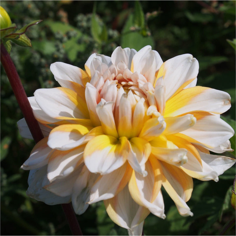Close up van Dahlia Seattle bloeiend, biologisch.