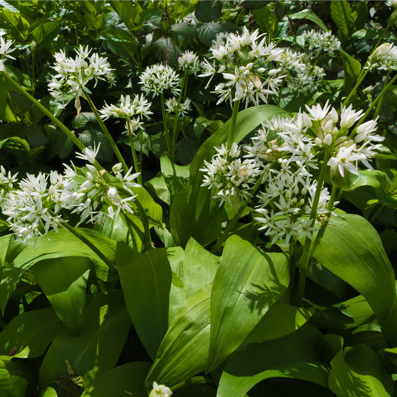 daslook, witte bloempjes boven langwerpig, groen blad