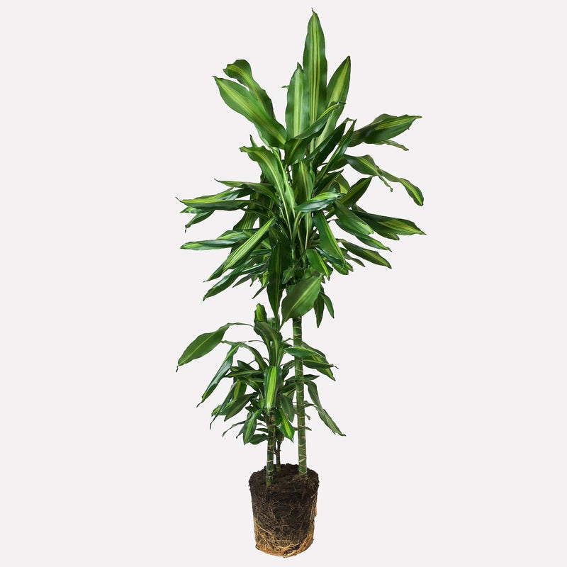 Dracaena cintho, groene plant met lange stam.