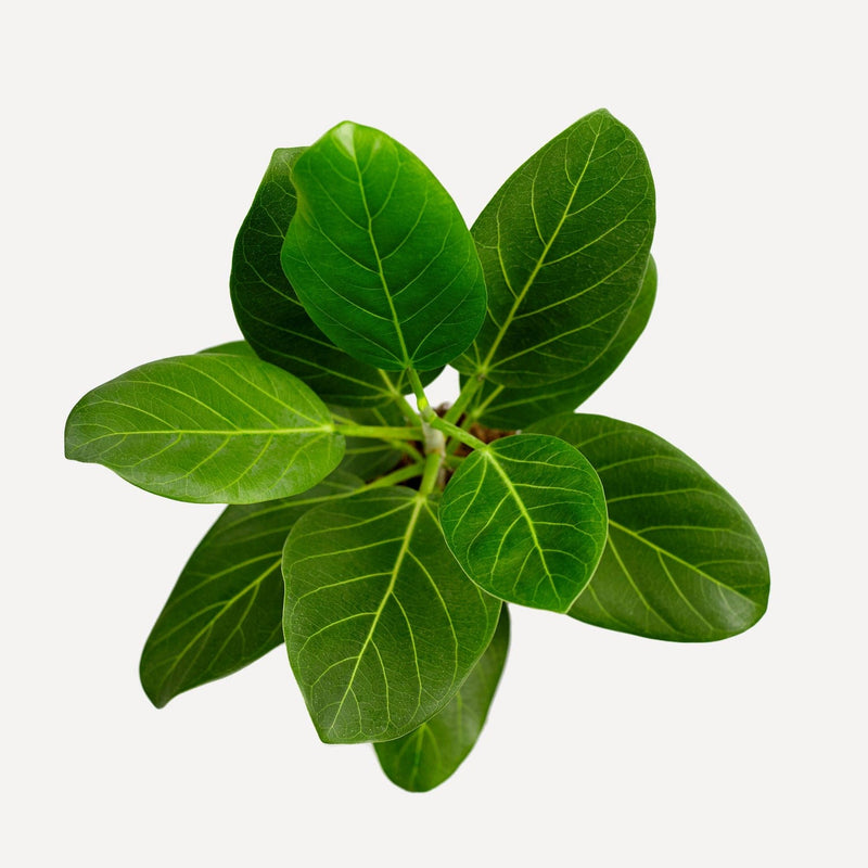 Ficus Audrey, plant van bovenaf met donkergroene bladeren en lichte nerven.