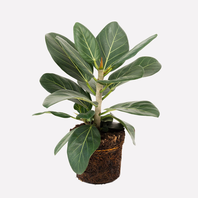 Ficus Audrey, hele plant met donkergroene bladeren en lichte nerven.