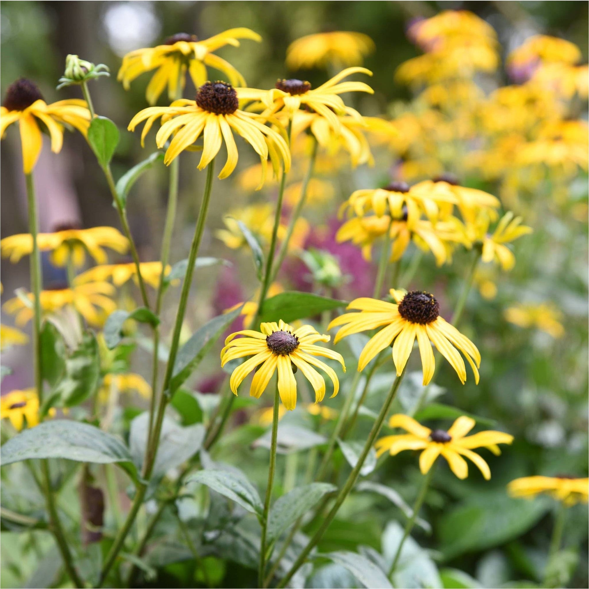 Rudbeckia Goldsturm Bestellen Biologische Tuinplanten Sprinklr rudbeckia-goldsturm-bestellen-biologische-tuinplanten-sprinklr