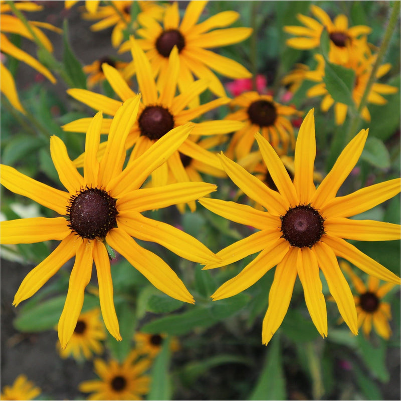 Gele zonnehoed, close up van de gele bloemen met bruin hartje. 
