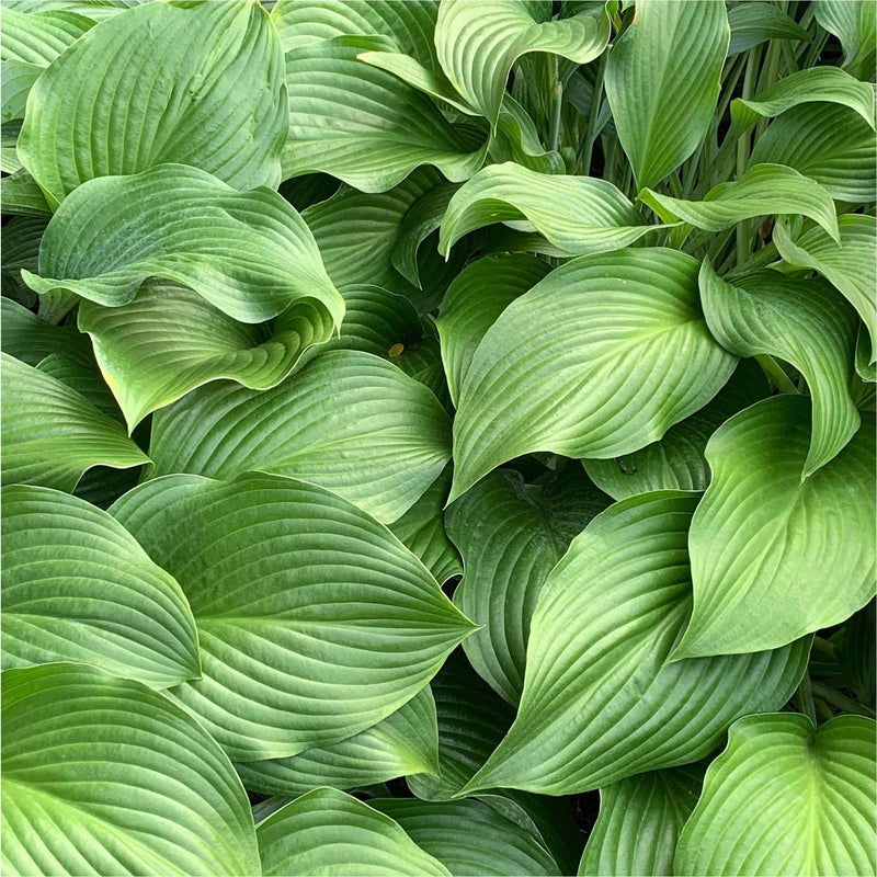 Biologische Hosta Elegans, ook wel hartlelie, tuinplant met groen blad met strepen