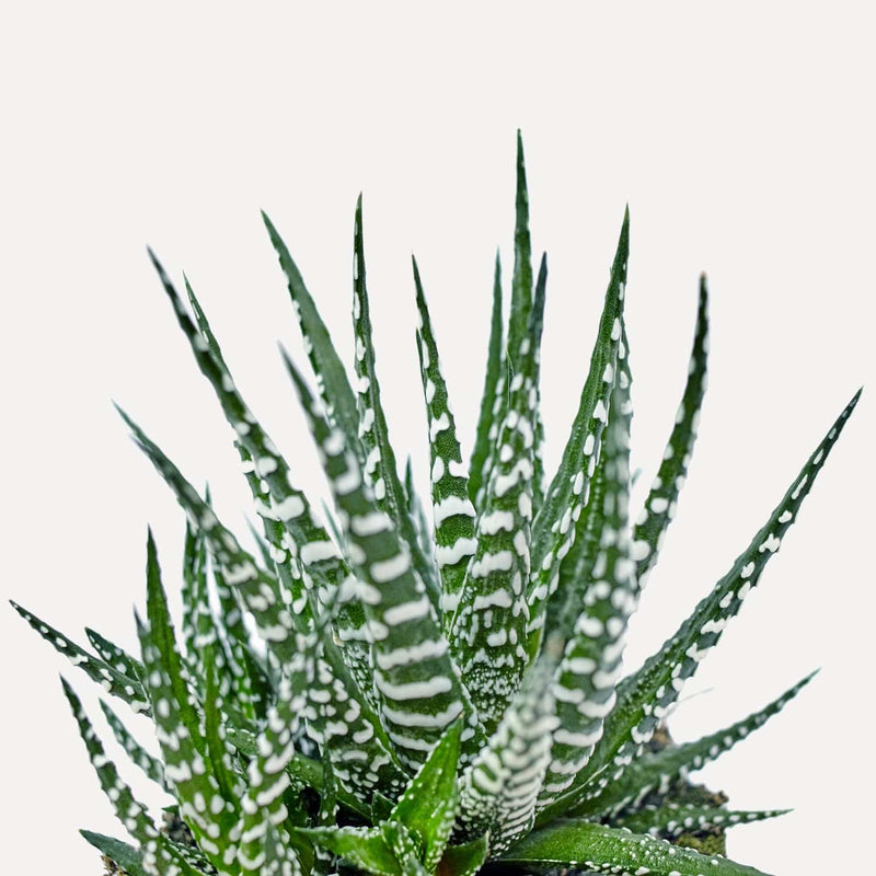 Haworthia, vetplant met groene stekels en witte stippen. 