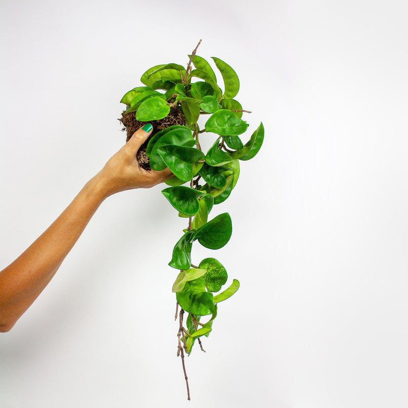hand houdt hangplant hoya carnosa in de lucht
