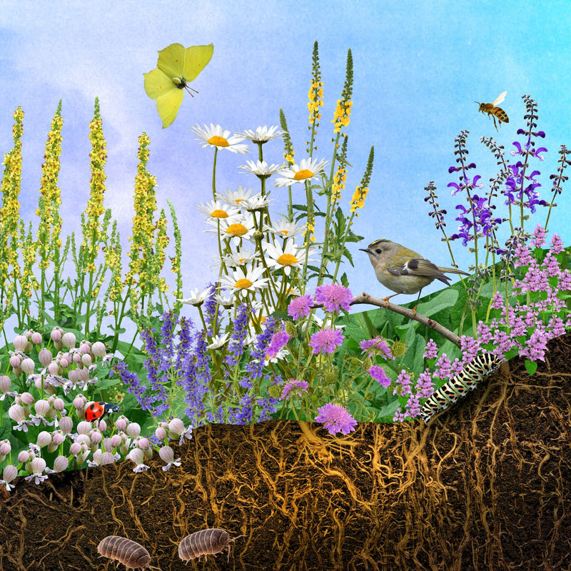 collagebeeld van planten, aarde, vogels en insecten. 