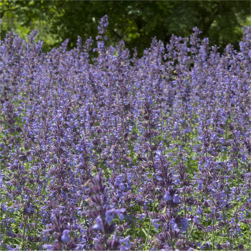 Golvend veld vol biologisch kattenkruid, stengels met pluimen kleine paarse buisvormige bloemetjes