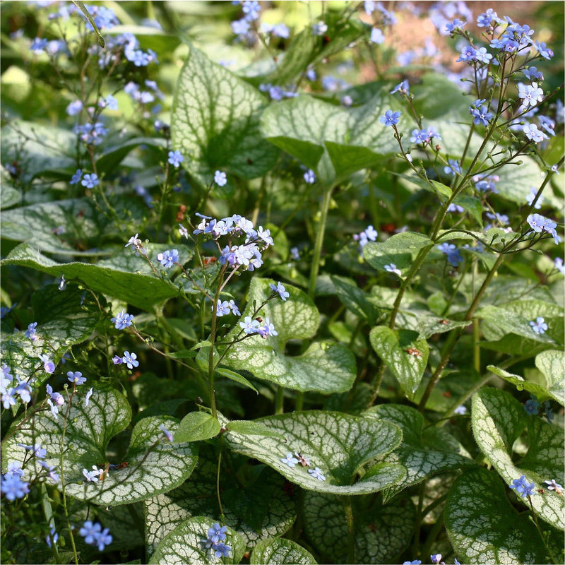 Biologisch Kaukasisch vergeet-mij-nietje, wit-groen ruw blad waar groene stengels uit opgaan, met in de toppen kleine lieflijke lichtblauwe bloemetjes