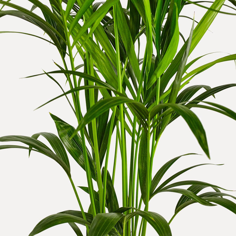 Kentia palm, lange, dunne , groene stengels en bladeren in de vorm van een waaier.