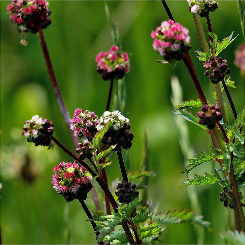 Biologische Sanguisorba minor,  kleine pimpernel, close up in bloei met kleine roze bloemetjes.