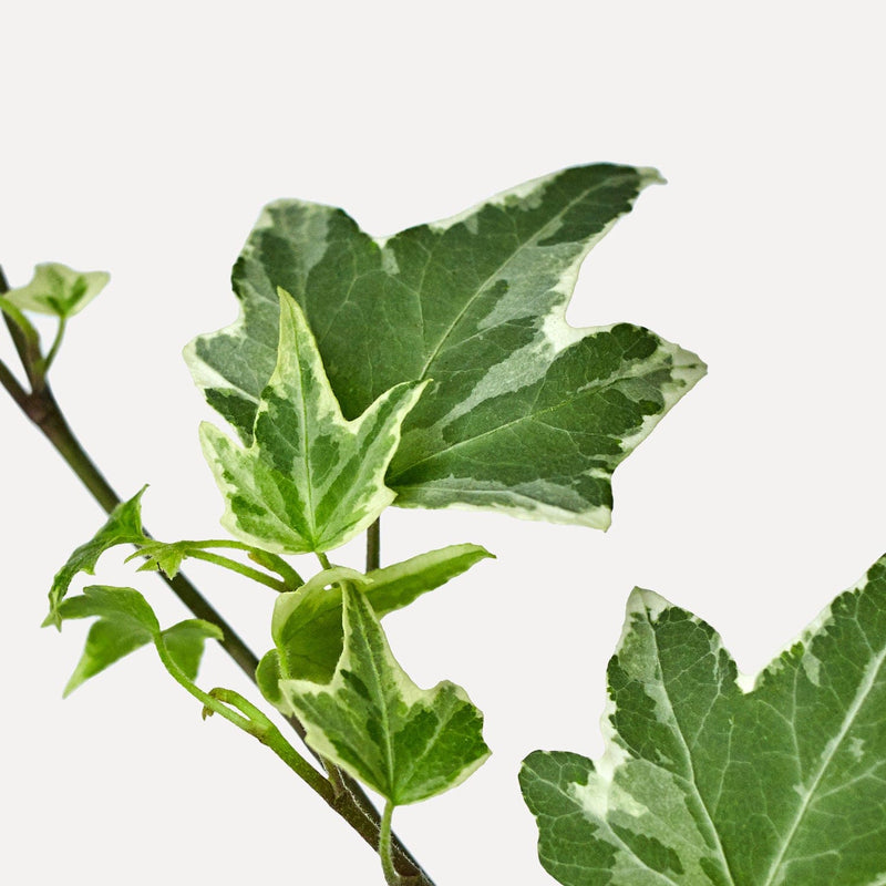 hedera, close up van klimplant met kleine, groene en beige bladeren.