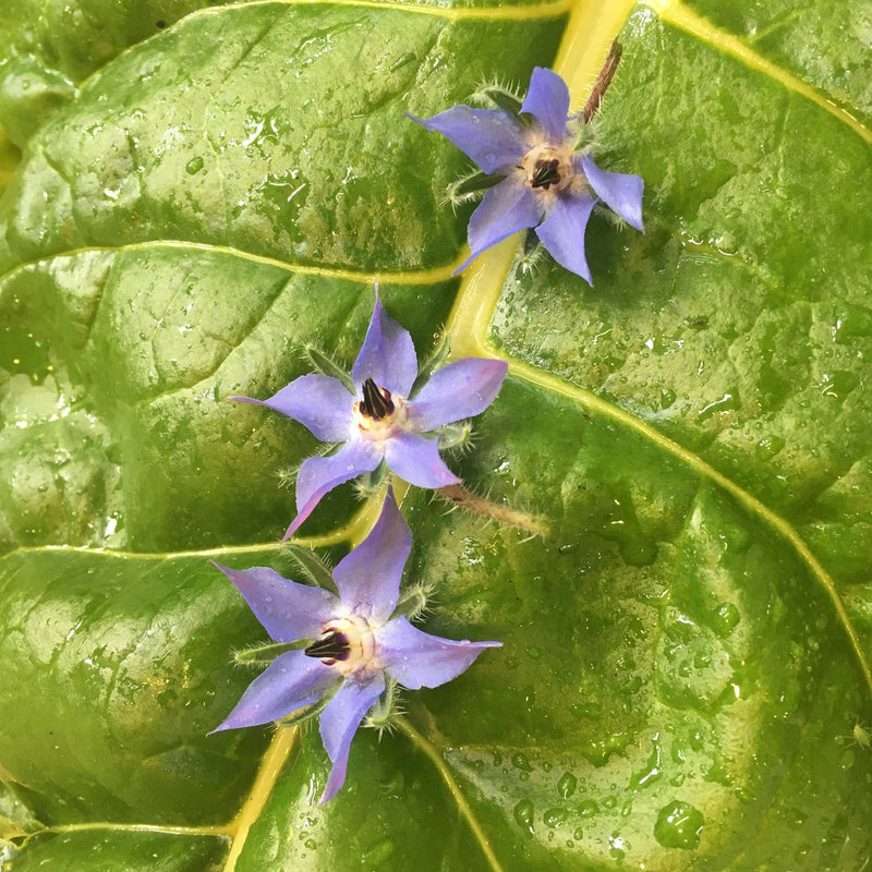 Drie bloemen van komkommerkruid met  lichtpaarse vijfbladige puntige blaadjes en donker uitstekend hart, op een nat groen blad