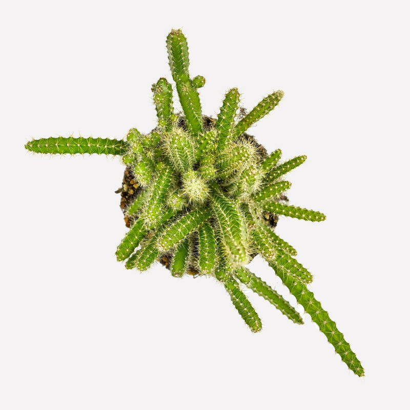 koningin van de nacht, cactus van bovenaf gezien met groene, lange stengels met naalden.