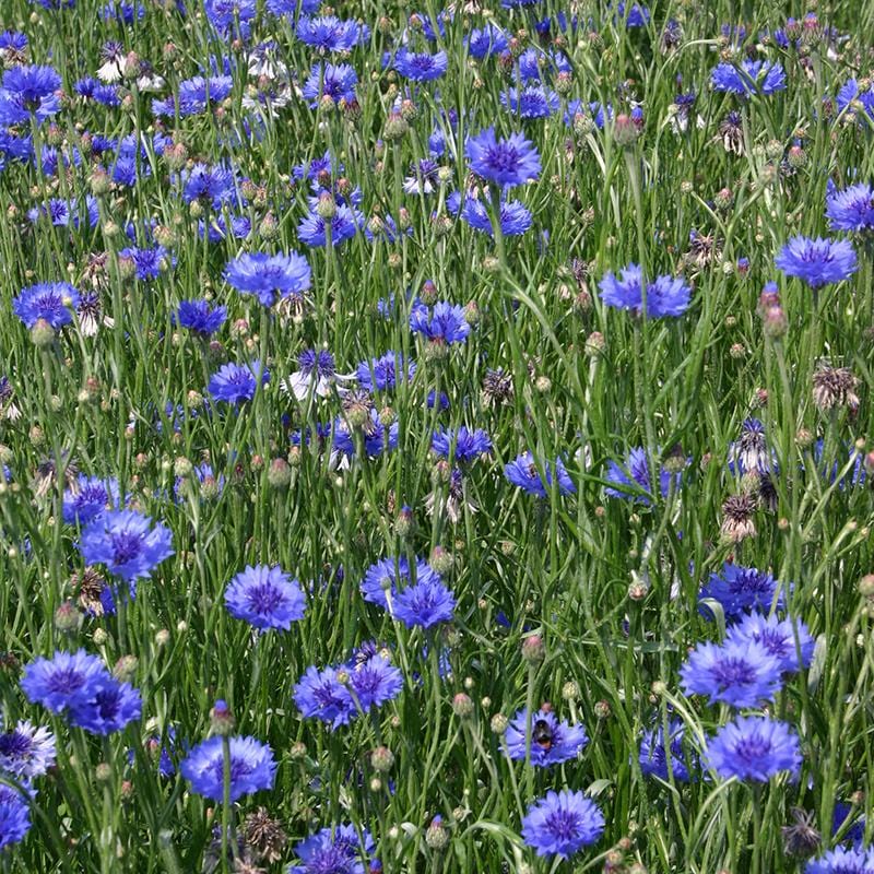 Een veld korenbloemen, met bloemblaadjes als stekelig blauwe pompoms op dunne groene stengels