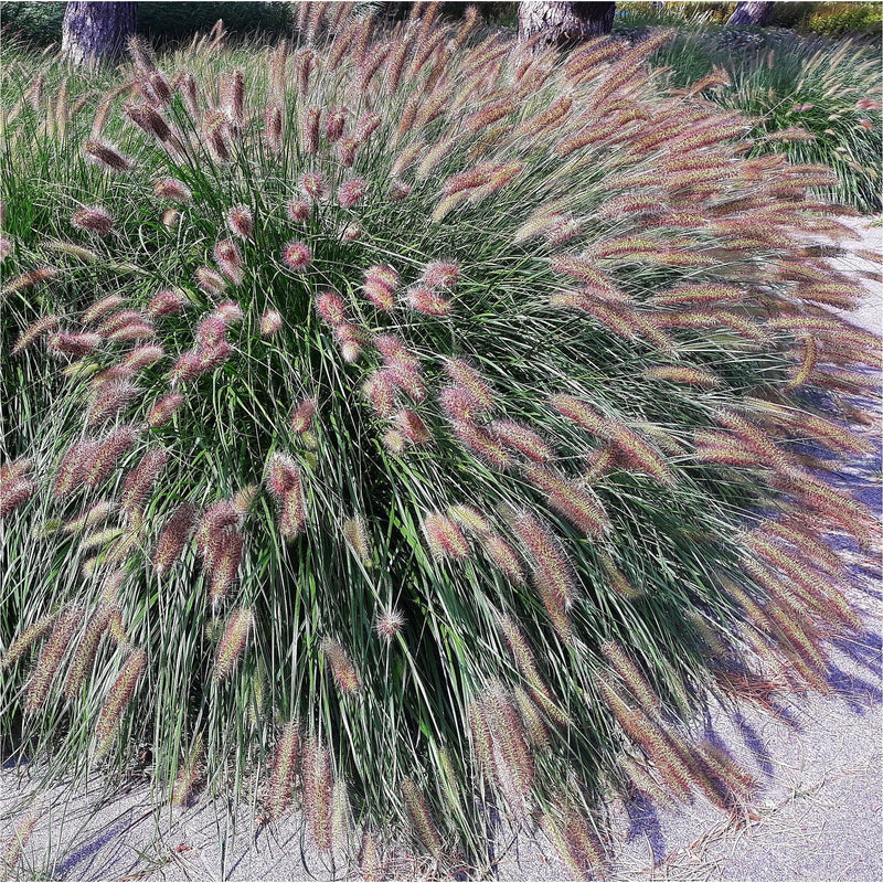 Lampepoetsersgras, bollende struik met rossige harige lange pluimen als toppen van groene grasstengels