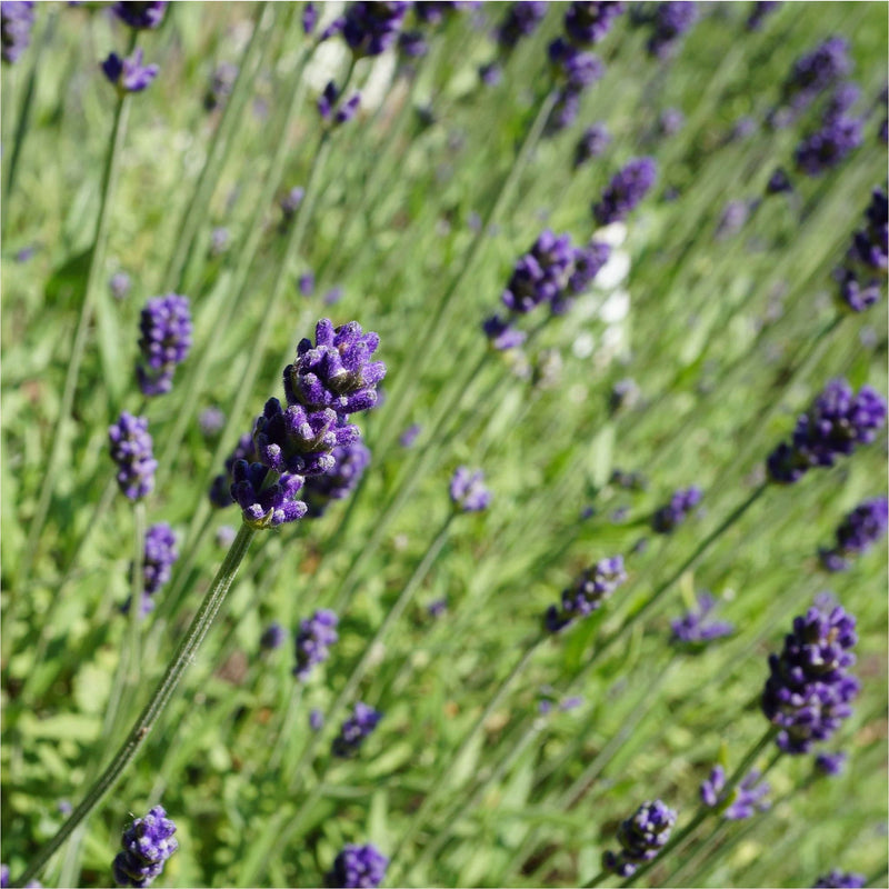 Toppen van lavendel, kleine bolletjes paarse bloemetjes aan einde van groene stengels