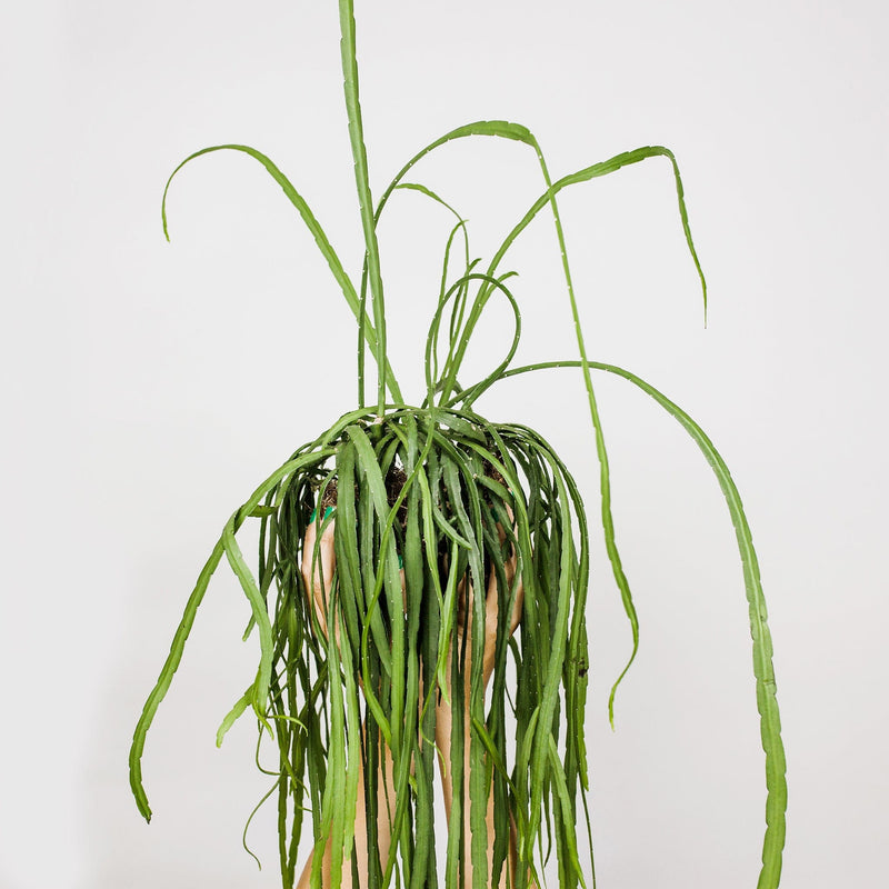 Lepismium, vetplant met lange groene slierten, in twee handen vastgehouden