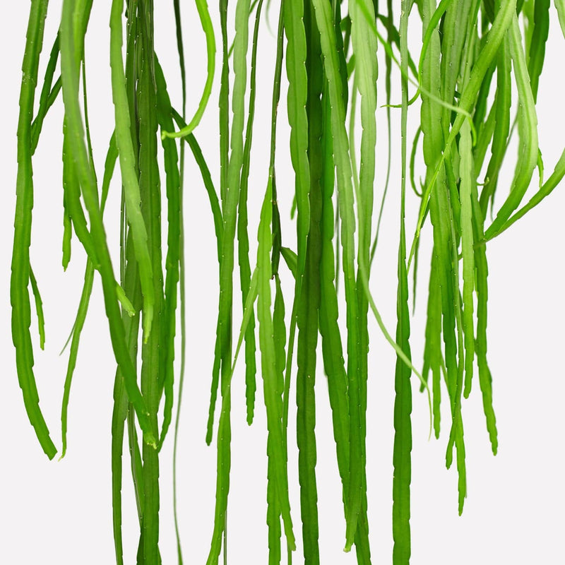 Lepismium, vetplant met lange groene slierten