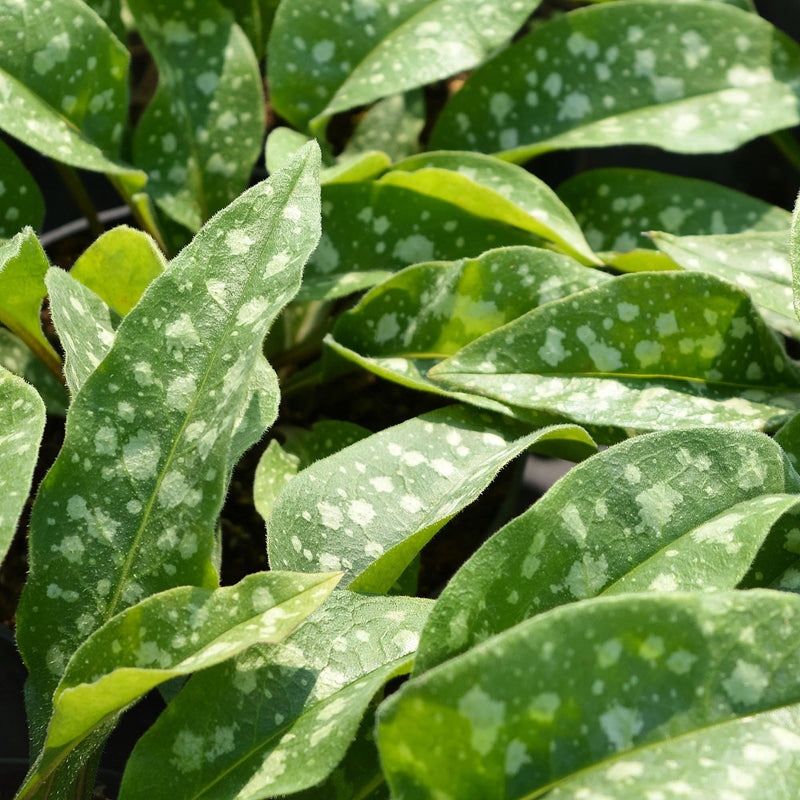 longrkuid, groen blad met witte stippen