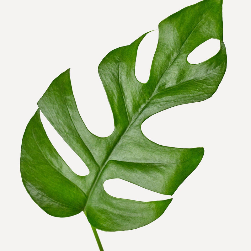 Monstera minima, groen blad met inkepingen.