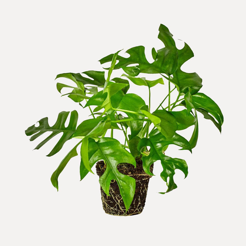 Monstera minima, hele plant met groene bladeren met inkepingen.