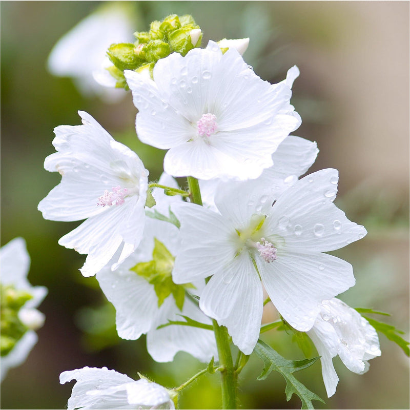Muskuskaasjeskruid, ook wel Malva moschata Alba, waterdruppels op witte bloemen met hartvormige bladeren en lichtroze stampers, aan groene stengel
