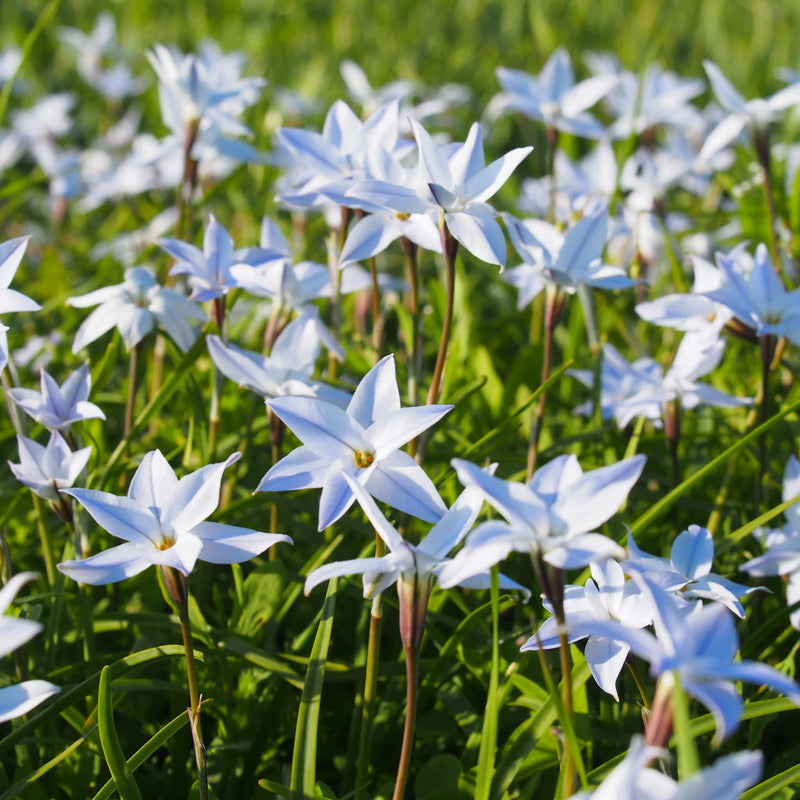 oude wijfjes, kleine blauw-witte bloempjes in gras
