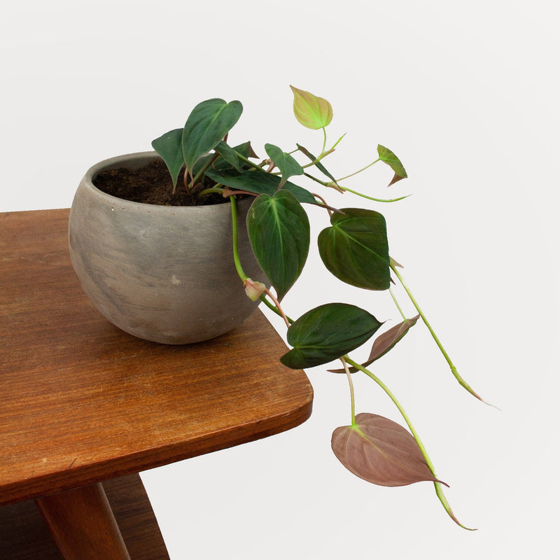 Philodendron micans in ronde grijze terracotta  pot op tafel