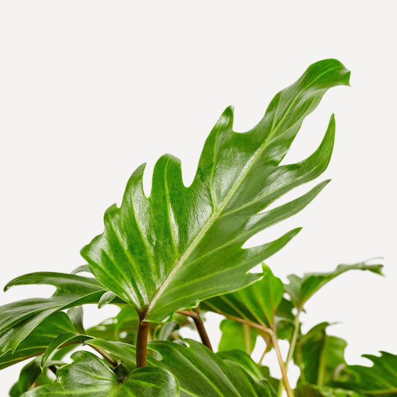 philodendron xanadu, close up van groot, gekarteld blad.