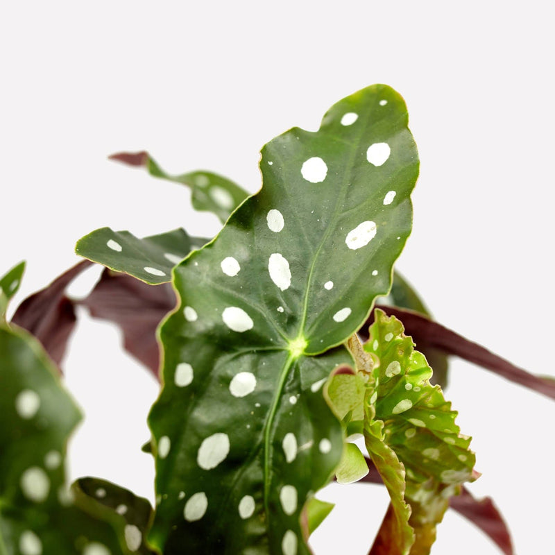 Polkadot Begonia, close up van groen blad met witte stippen. 