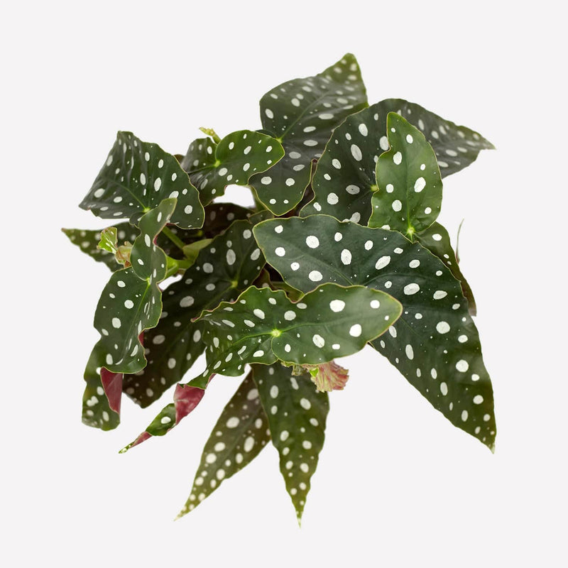 Polkadot Begonia, plant van bovenaf gezien met puntige bladeren met witte stippen. 