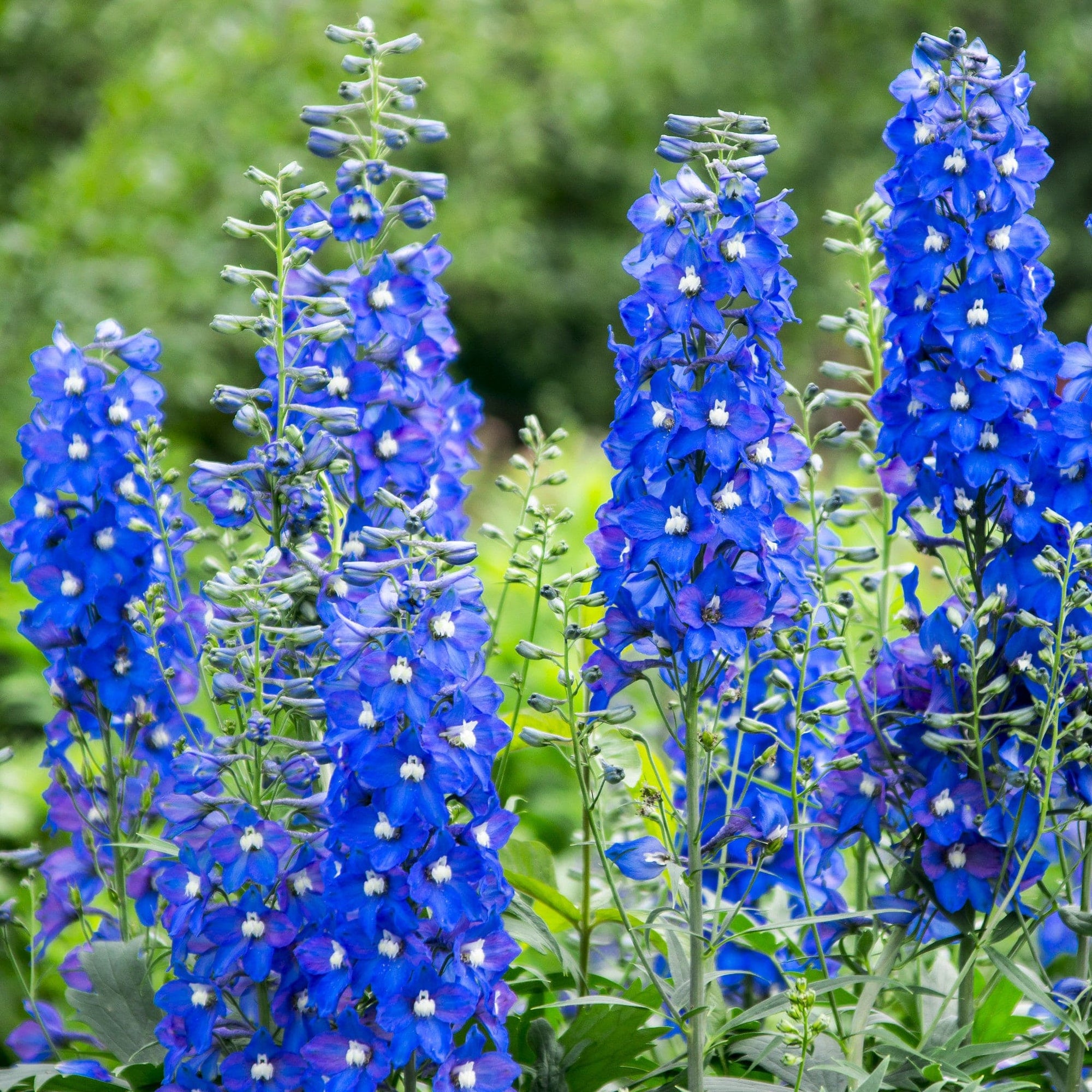 Ridderspoor Biologische Tuinplanten Sprinklr ridderspoor-biologische-tuinplanten-sprinklr