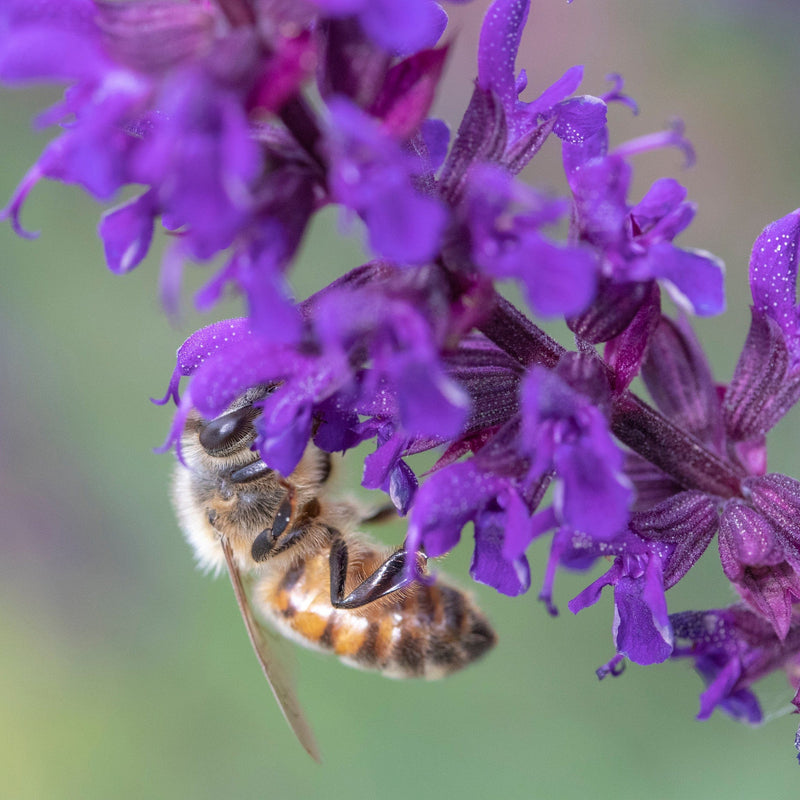 Close up van bij die zich voedt op de paarse bloemetjes van salie