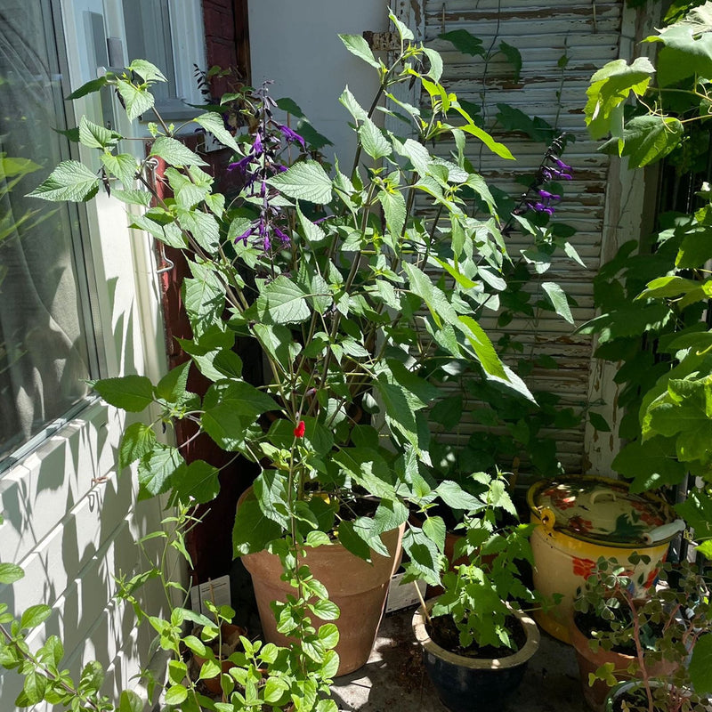 salvia amistad, biologische plant in pot op balkon