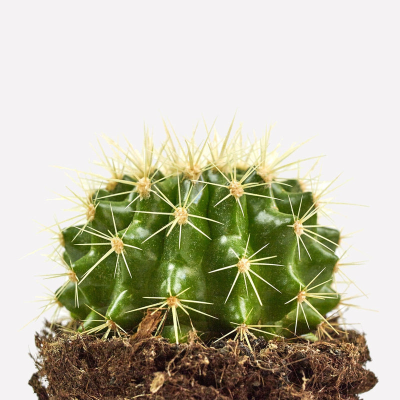 Closeup schoonmoedersstoel, groene cactus met lichtgele stekels