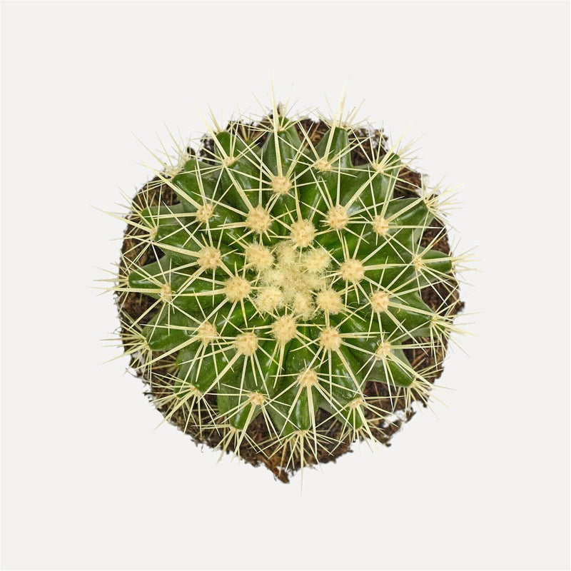 schoonmoedersstoel van boven, groene cactus met lichtgele stekels