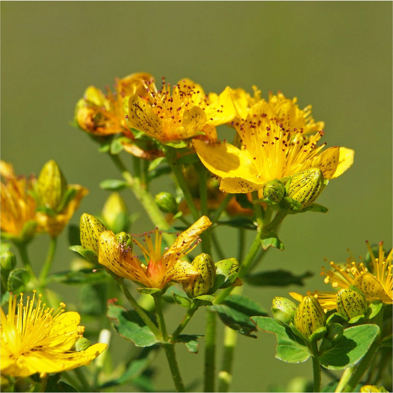 Hypericum perforatum, Sint Janskruid, in bloei met gele bloemen.